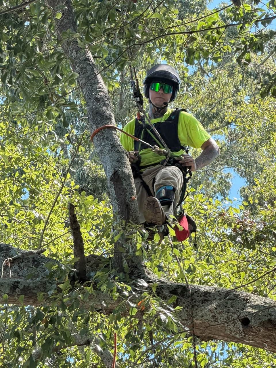 Peros climber roped into a tree canopy during a removal